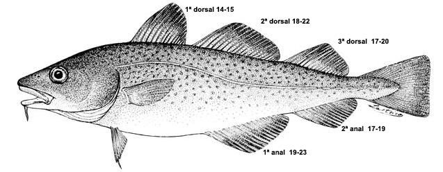 Gadus morhua_01_bis.jpg